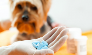 小狗能吃人吃的消炎药吗