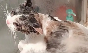 宠物猫洗一次澡多少钱