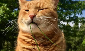 猫咪为什么喜欢猫草