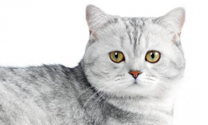 灰白色相间的猫是什么品种