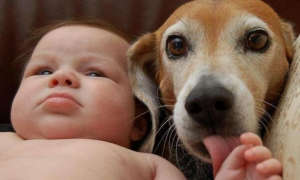 为什么宝宝喜欢摸狗狗的脸