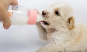 狗狗为什么要吃羊奶粉
