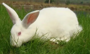 新西兰兔是家兔吗