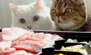 猫咪可以吃金枪鱼吗