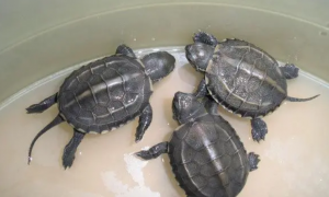 草龟苗一天吃多少龟饲料
