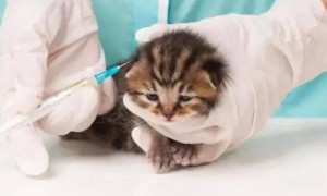 猫疫苗要打几针多久一次