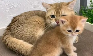 猫爸爸和女儿生的猫