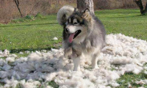 为什么狗狗冬季还掉毛