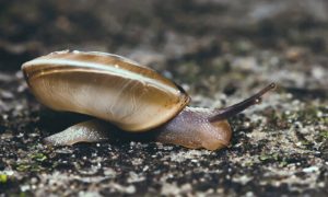 养蜗牛的土是什么土