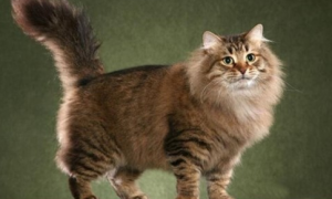体型最大的猫品种排行