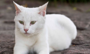 养白猫是不是不好