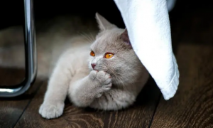 猫咪尿为什么酸酸的味道