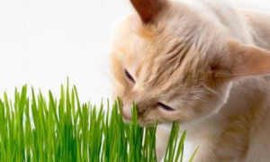 吃猫草有什么用
