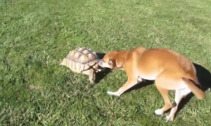 狗会咬乌龟吗