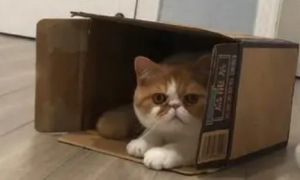 猫咪为什么更喜欢纸壳子呢