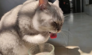 猫喝水就呛水什么原因