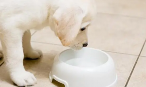1个月狗狗能喝水吗为什么呢