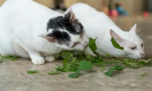 对猫咪没有伤害的植物