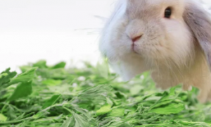 兔能吃什么草