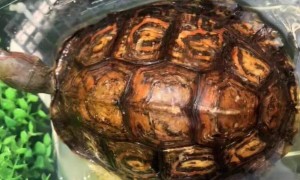 洪都拉斯木纹龟和黄缘养一起