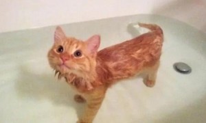 宠物猫需要多久洗一次澡