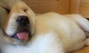 狗狗睡觉为什么总是张着嘴巴呢