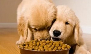 幼犬的狗粮如何喂养吃的多