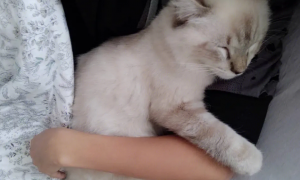 猫咪为什么喜欢抱着主人的胳膊睡