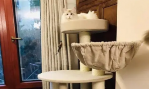 猫爬架的做法