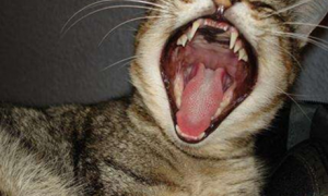 猫咪为什么嘴巴有点臭臭的感觉