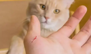 被宠物猫抓伤需要去打针吗