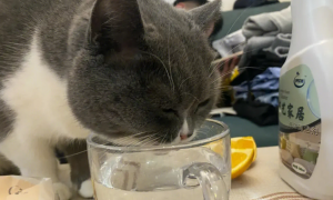 猫咪为什么抢水喝