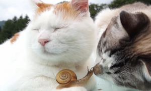 猫咪为什么被蜗牛抓了