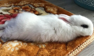 兔子不活泼了蹲着不动