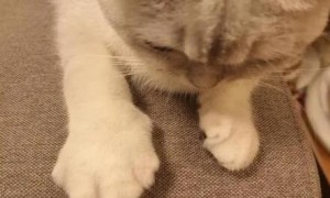 猫咪的手为什么肿了呢