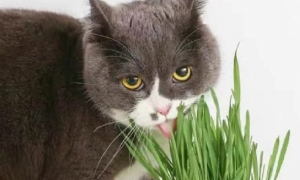 猫咪用吃那个猫草