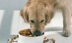 狗不吃狗粮如何喂食物