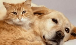 猫咪为什么舔狗狗呢