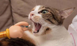 为什么猫咪不能服氟哌酸胶囊
