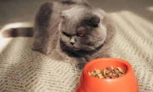 英国短毛猫吃猫粮图片