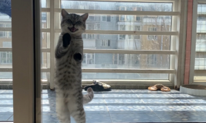 猫咪需要擦玻璃吗为什么呢