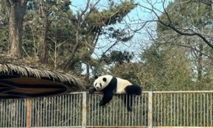 北京网红熊猫萌兰