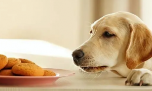 狗狗为什么突然没有胃口吃东西