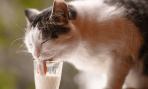 猫咪为什么想喝奶