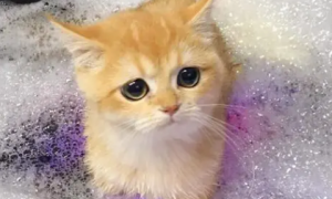 出生两个月的猫咪需要洗澡吗