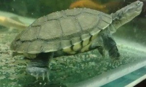 乌龟喜欢泡在水里不出来