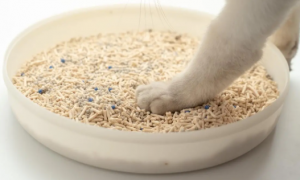 新旧猫砂混合使用吗