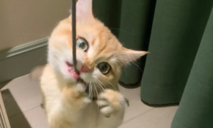猫咪为什么咬绳子吃东西呢