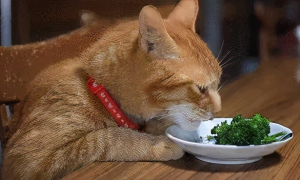 为什么猫咪会偷吃人吃的东西