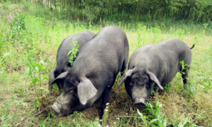 安徽猪品种有哪些